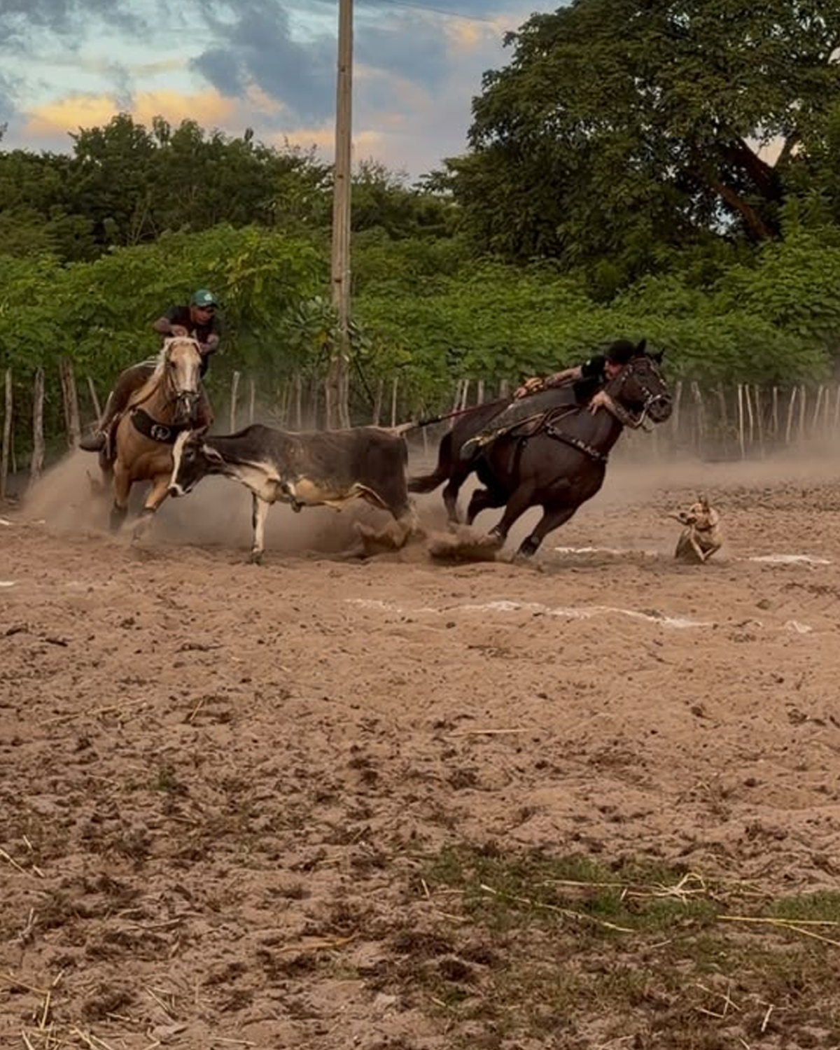 Mc Gui Vaqueiro com os cavalos